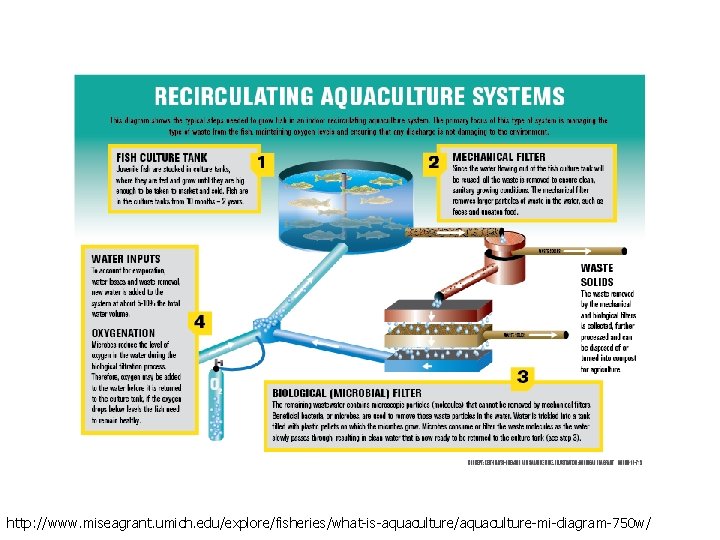 http: //www. miseagrant. umich. edu/explore/fisheries/what-is-aquaculture/aquaculture-mi-diagram-750 w/ 