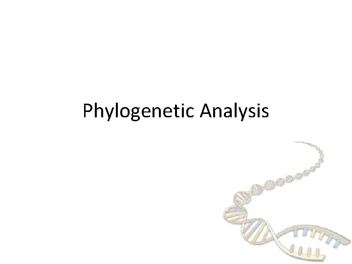 Phylogenetic Analysis 