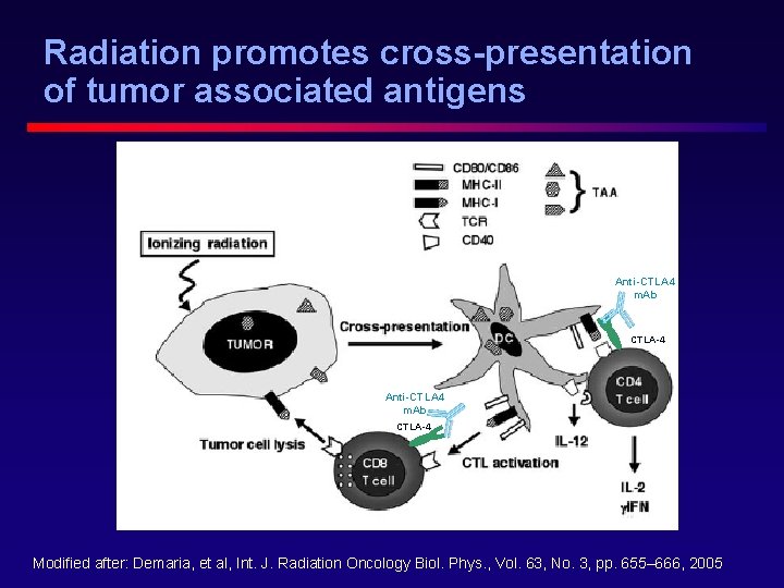 Radiation promotes cross-presentation of tumor associated antigens Anti-CTLA 4 m. Ab CTLA-4 Modified after: