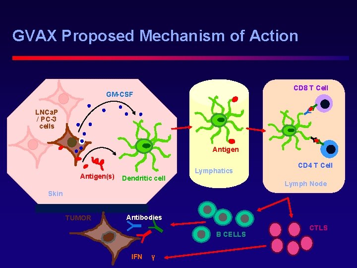 GVAX Proposed Mechanism of Action CD 8 T Cell GM-CSF LNCa. P / PC-3