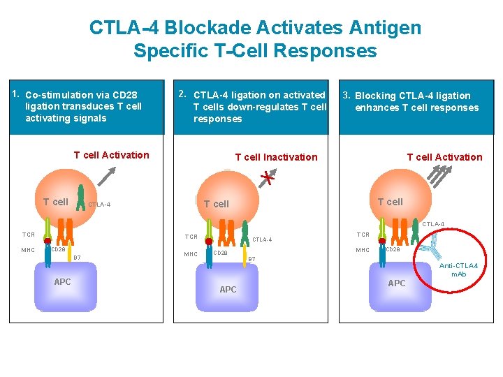 CTLA-4 Blockade Activates Antigen Specific T-Cell Responses 1. Co-stimulation via CD 28 ligation transduces