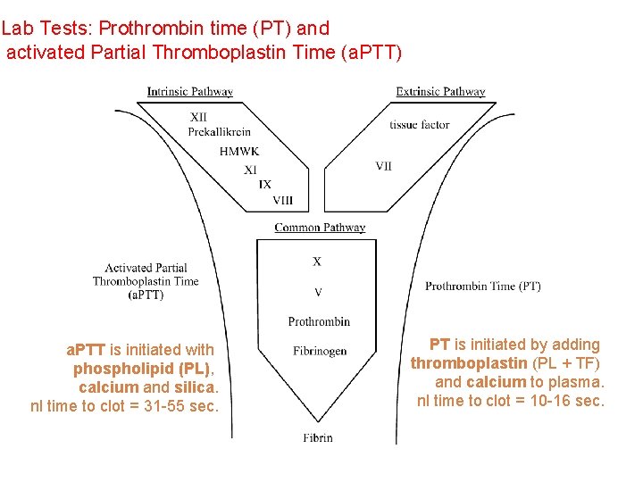Lab Tests: Prothrombin time (PT) and activated Partial Thromboplastin Time (a. PTT) a. PTT
