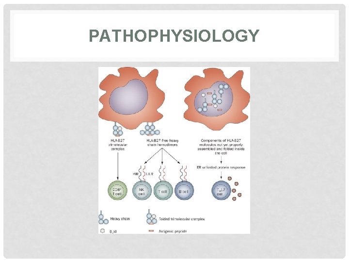 PATHOPHYSIOLOGY 