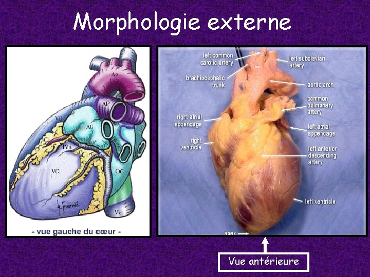 Morphologie externe Vue antérieure 