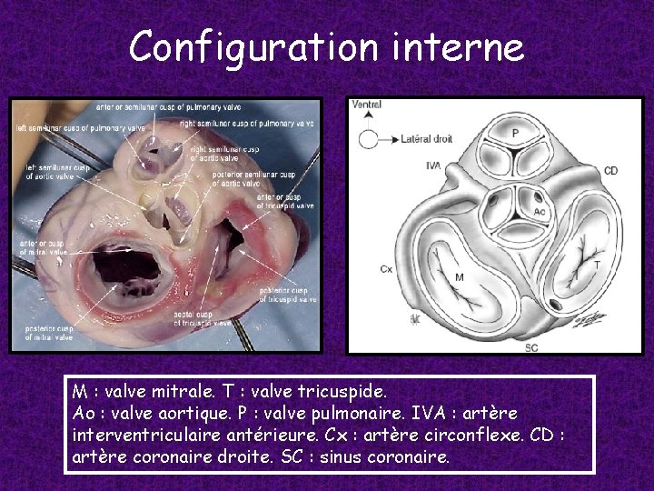 Configuration interne M : valve mitrale. T : valve tricuspide. Ao : valve aortique.