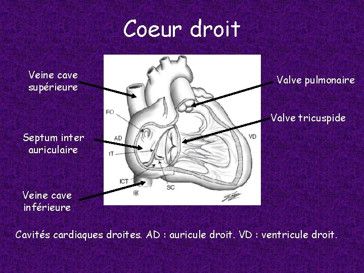 Coeur droit Veine cave supérieure Valve pulmonaire Valve tricuspide Septum inter auriculaire Veine cave