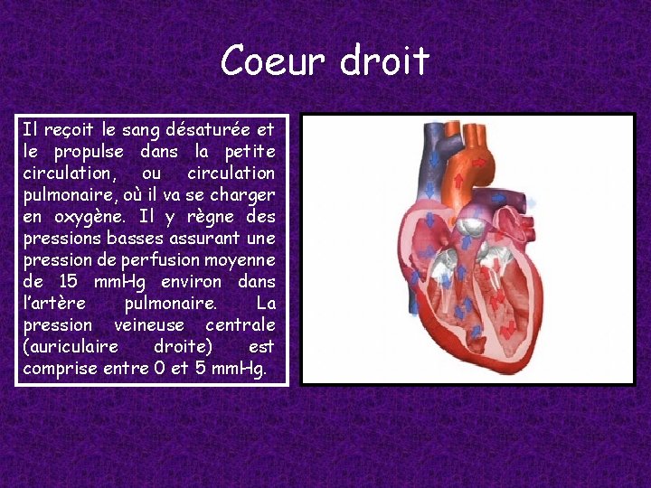 Coeur droit Il reçoit le sang désaturée et le propulse dans la petite circulation,