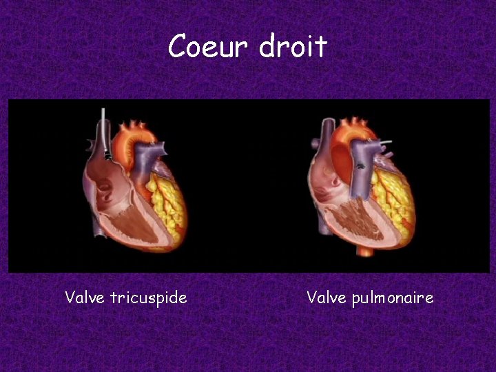Coeur droit Valve tricuspide Valve pulmonaire 
