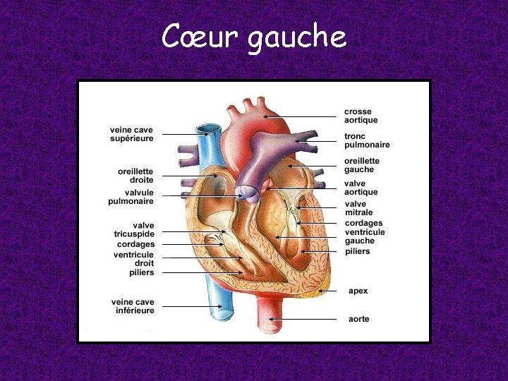 Cœur gauche 