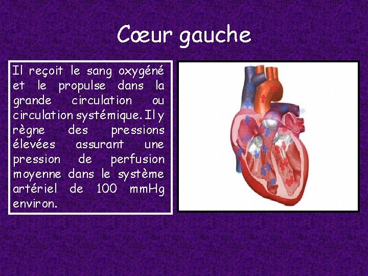 Cœur gauche Il reçoit le sang oxygéné et le propulse dans la grande circulation