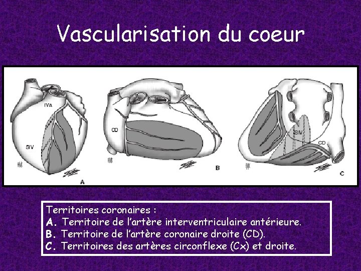Vascularisation du coeur Territoires coronaires : A. Territoire de l’artère interventriculaire antérieure. B. Territoire