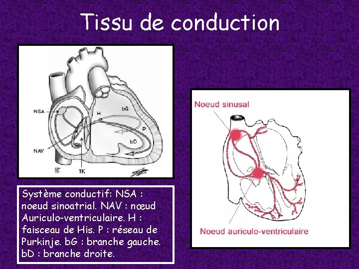 Tissu de conduction Système conductif: NSA : noeud sinoatrial. NAV : nœud Auriculo-ventriculaire. H