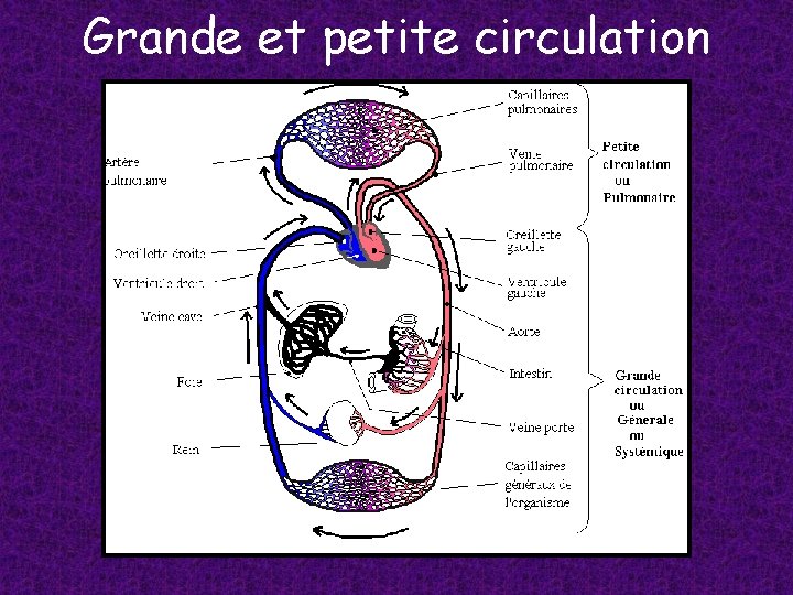 Grande et petite circulation 