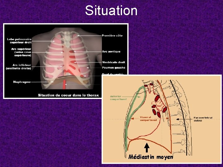 Situation Médiastin moyen 