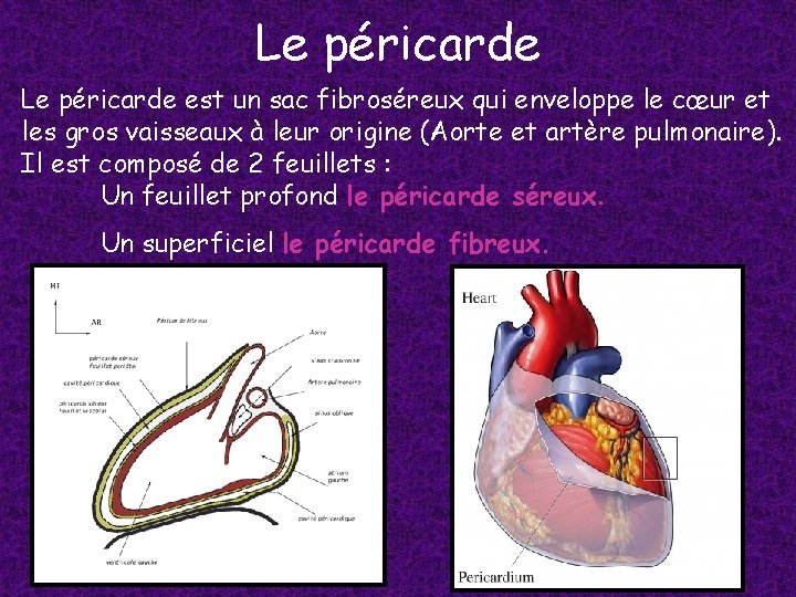 Le péricarde est un sac fibroséreux qui enveloppe le cœur et les gros vaisseaux