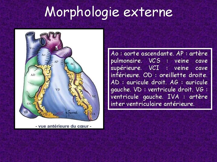 Morphologie externe Ao : aorte ascendante. AP : artère pulmonaire. VCS : veine cave