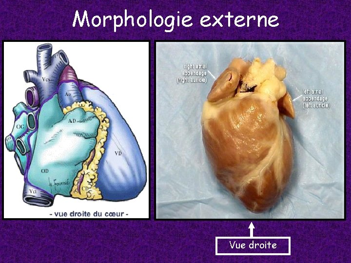 Morphologie externe Vue droite 