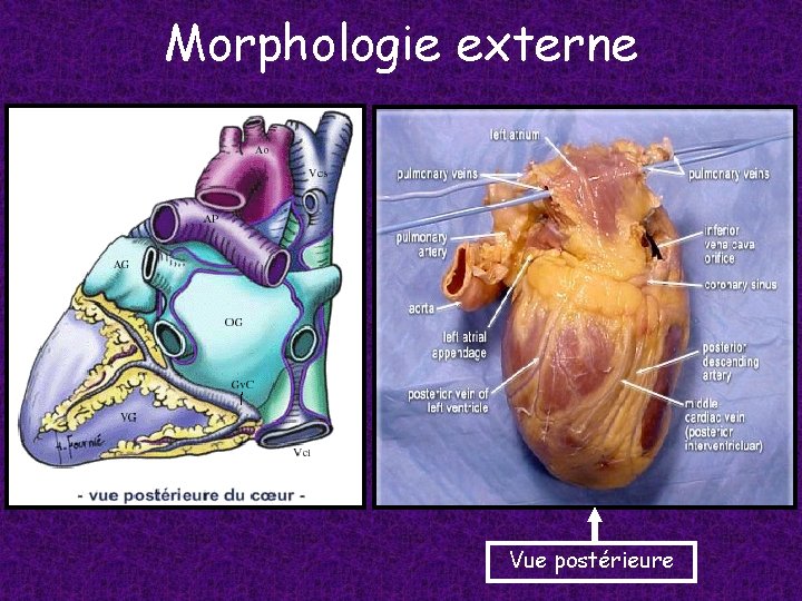 Morphologie externe Vue postérieure 