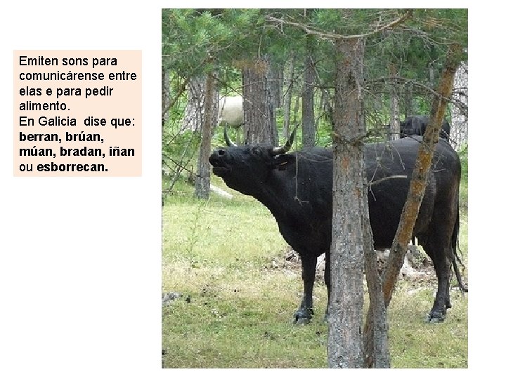 Emiten sons para comunicárense entre elas e para pedir alimento. En Galicia dise que: