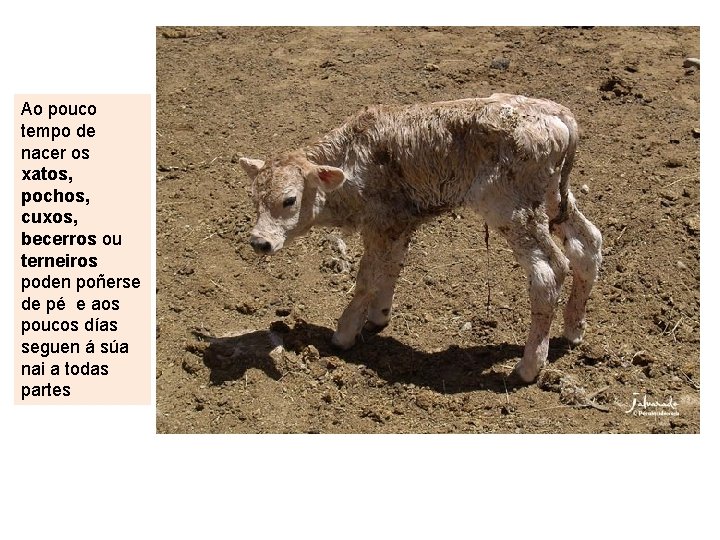 Ao pouco tempo de nacer os xatos, pochos, cuxos, becerros ou terneiros poden poñerse