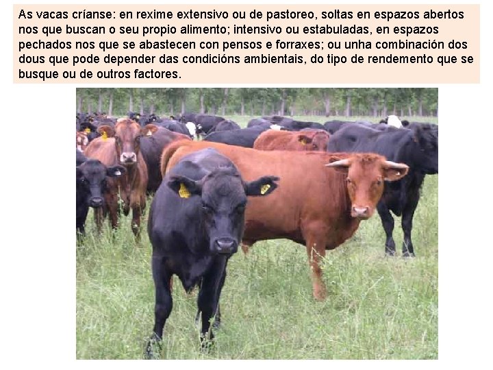 As vacas críanse: en rexime extensivo ou de pastoreo, soltas en espazos abertos nos