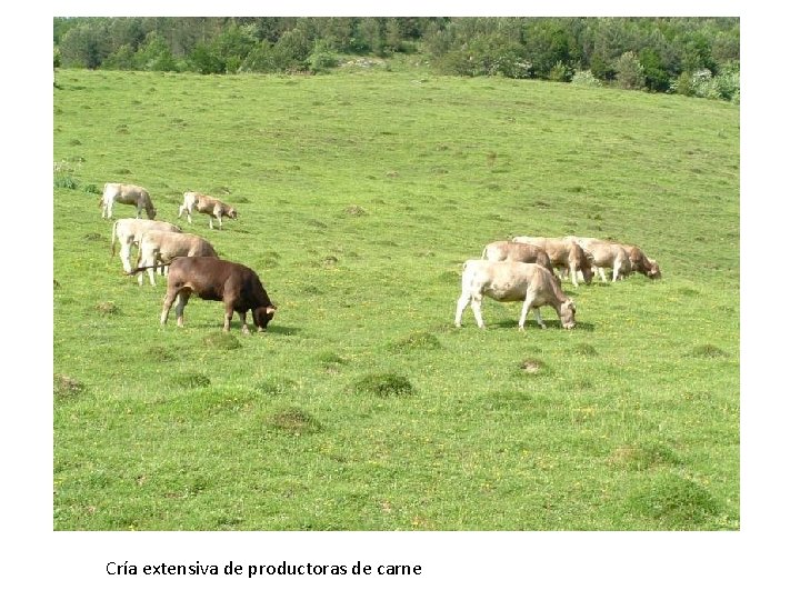 Cría extensiva de productoras de carne 