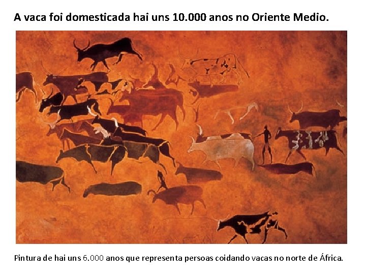 A vaca foi domesticada hai uns 10. 000 anos no Oriente Medio. Pintura de