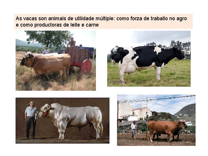 As vacas son animais de utilidade múltiple: como forza de traballo no agro e