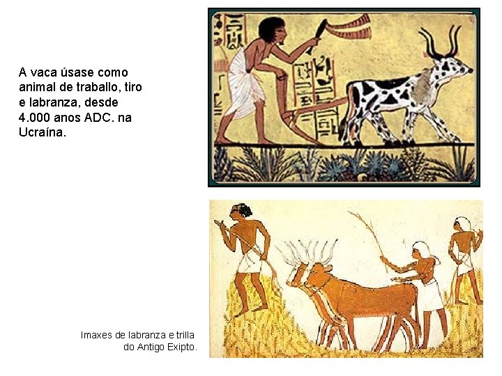A vaca úsase como animal de traballo, tiro e labranza, desde 4. 000 anos