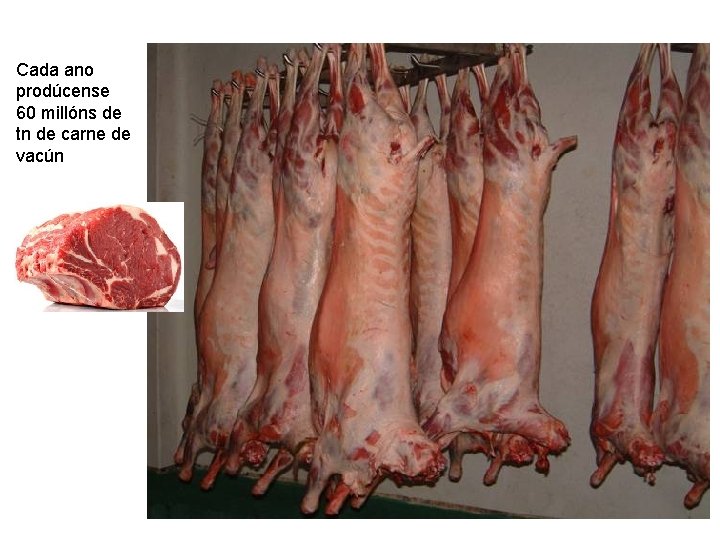 Cada ano prodúcense 60 millóns de tn de carne de vacún 