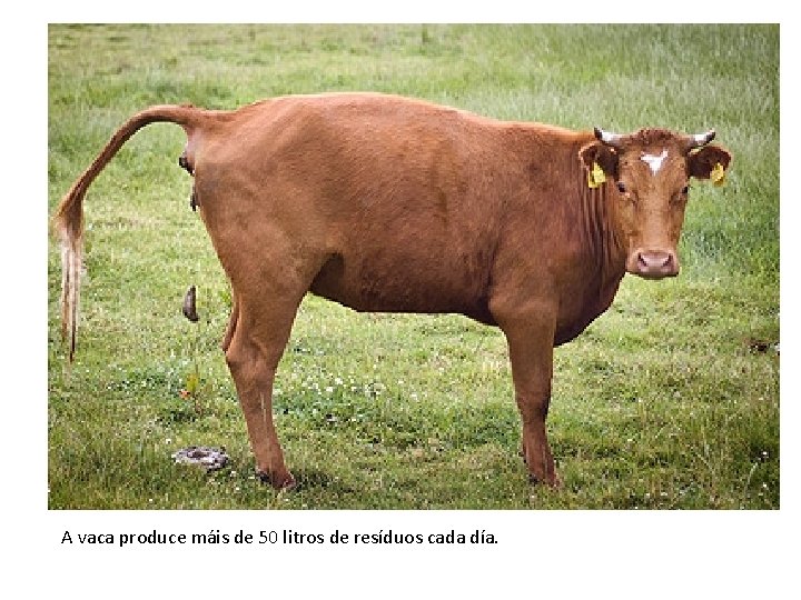 A vaca produce máis de 50 litros de resíduos cada día. 