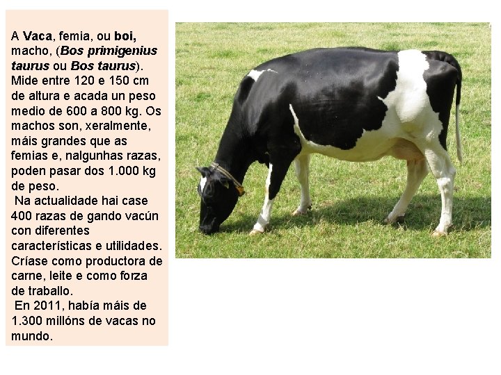 A Vaca, femia, ou boi, macho, (Bos primigenius taurus ou Bos taurus). Mide entre