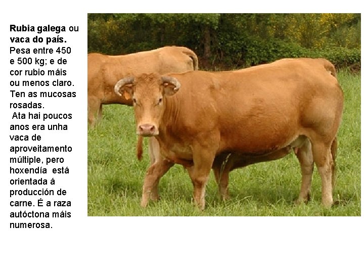 Rubia galega ou vaca do país. Pesa entre 450 e 500 kg; e de