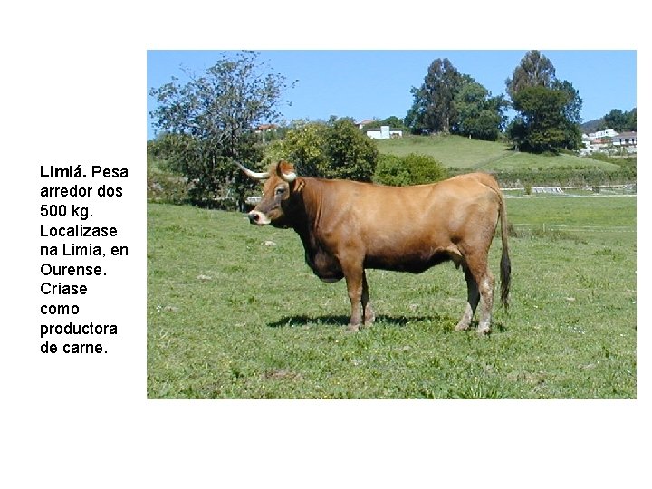 Limiá. Pesa arredor dos 500 kg. Localízase na Limia, en Ourense. Críase como productora