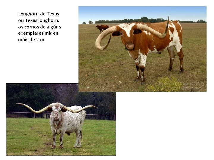 Longhorn de Texas ou Texas longhorn. os cornos de algúns exemplares miden máis de