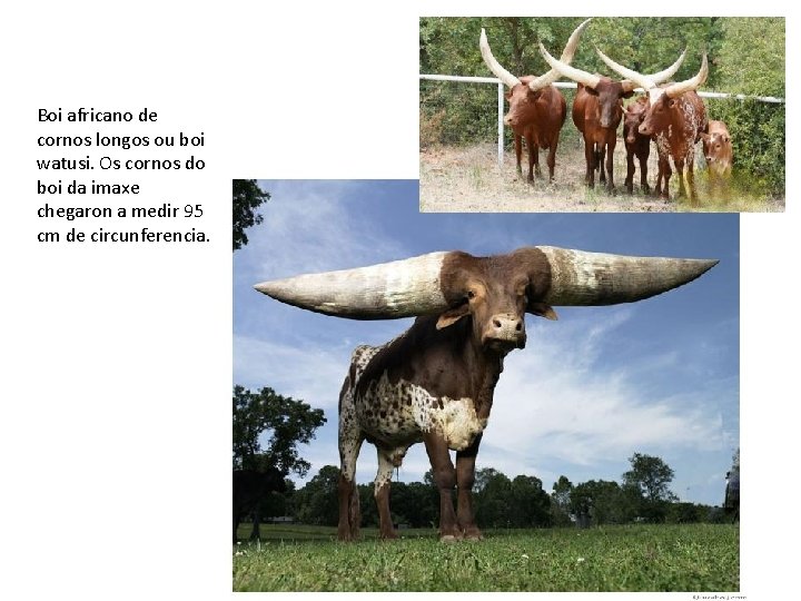 Boi africano de cornos longos ou boi watusi. Os cornos do boi da imaxe