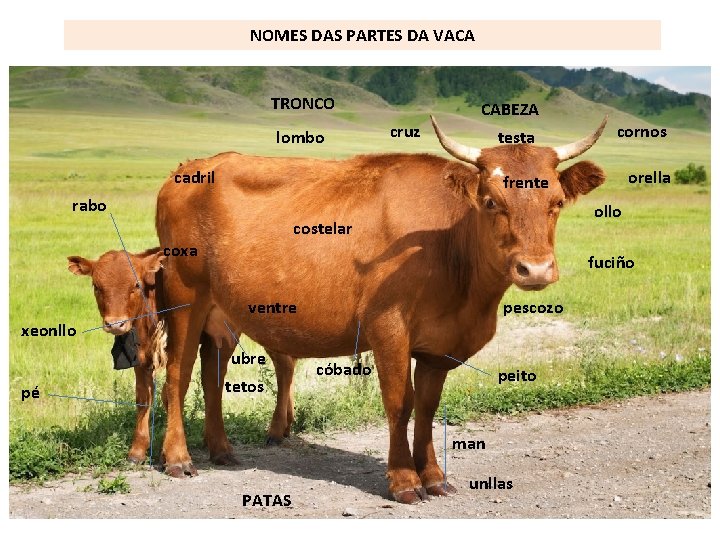 NOMES DAS PARTES DA VACA TRONCO lombo CABEZA cruz testa cadril orella frente rabo