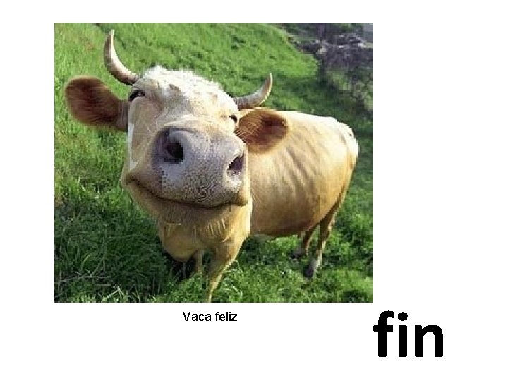 Vaca feliz fin 