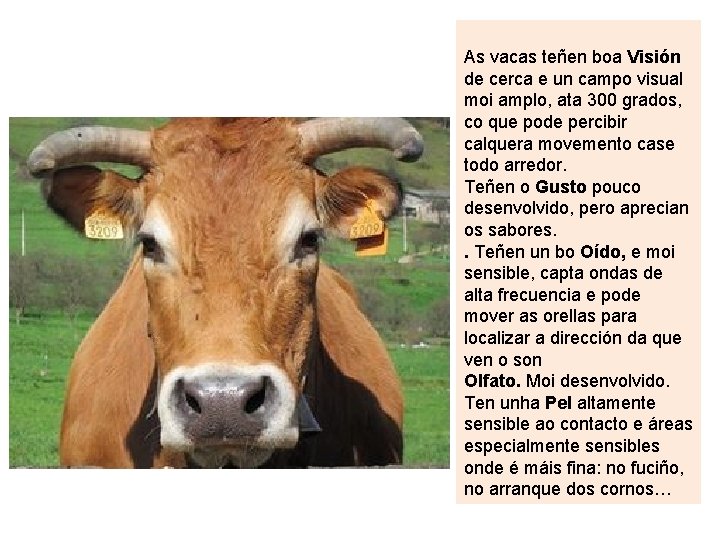 As vacas teñen boa Visión de cerca e un campo visual moi amplo, ata