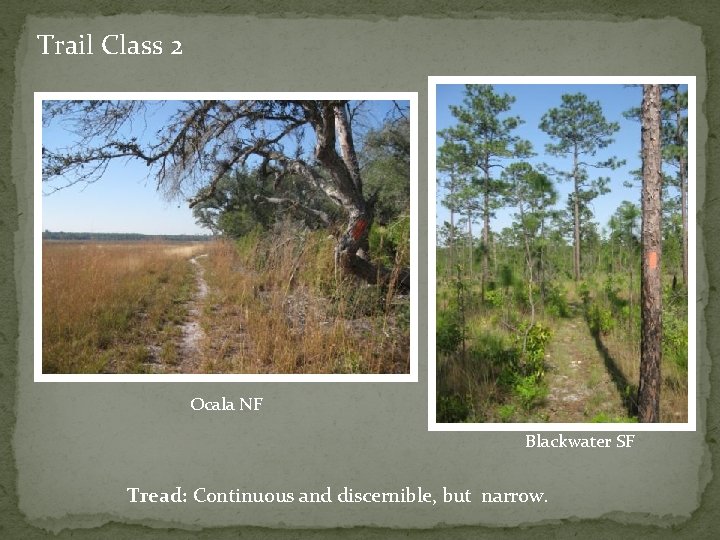 Trail Class 2 Ocala NF Blackwater SF Tread: Continuous and discernible, but narrow. 