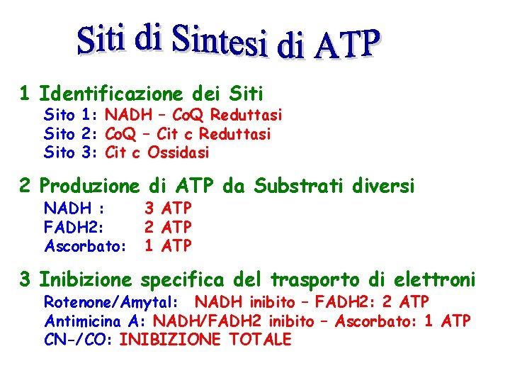 1 Identificazione dei Sito 1: NADH – Co. Q Reduttasi Sito 2: Co. Q