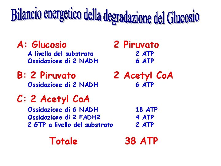 A: Glucosio 2 Piruvato B: 2 Piruvato 2 Acetyl Co. A A livello del