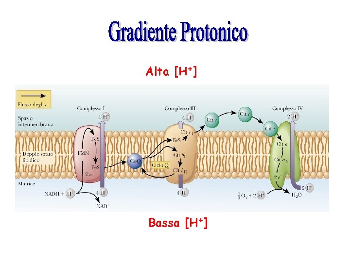 Alta [H+] Bassa [H+] 