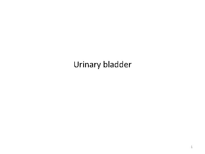 Urinary bladder 1 