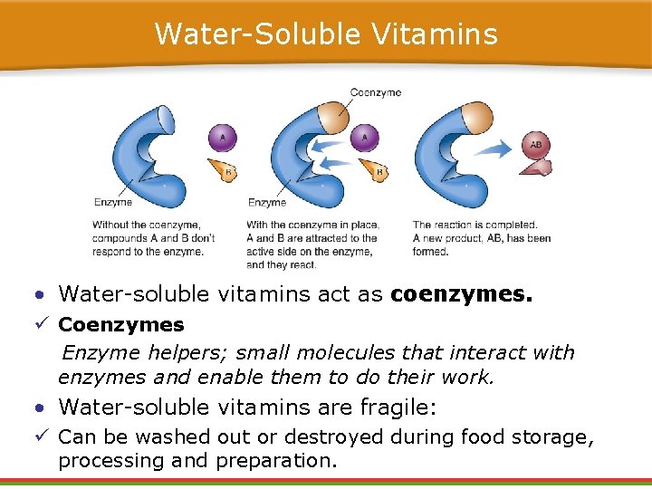 Water-Soluble Vitamins • Water-soluble vitamins act as coenzymes. ü Coenzymes Enzyme helpers; small molecules Water-Soluble Vitamins • Water-soluble vitamins act as coenzymes. ü Coenzymes Enzyme helpers; small molecules