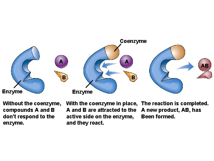Coenzyme A A B Enzyme Without the coenzyme, compounds A and B don’t respond Coenzyme A A B Enzyme Without the coenzyme, compounds A and B don’t respond