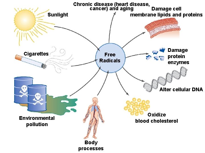 Chronic disease (heart disease, cancer) and aging Damage cell membrane lipids and proteins Sunlight Chronic disease (heart disease, cancer) and aging Damage cell membrane lipids and proteins Sunlight