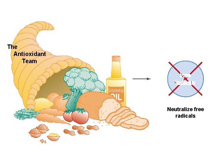 The Antioxidant Team Neutralize free radicals The Antioxidant Team Neutralize free radicals
