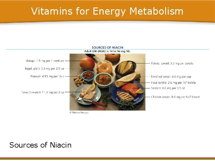Vitamins for Energy Metabolism Sources of Niacin Vitamins for Energy Metabolism Sources of Niacin