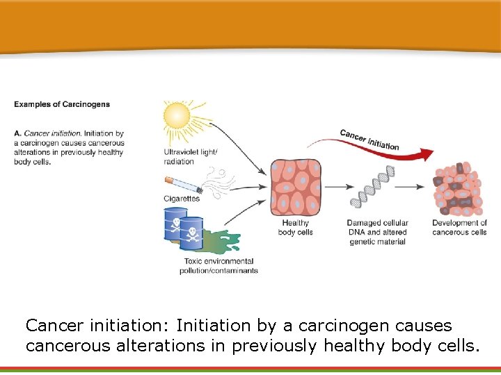 Cancer initiation: Initiation by a carcinogen causes cancerous alterations in previously healthy body cells. Cancer initiation: Initiation by a carcinogen causes cancerous alterations in previously healthy body cells.